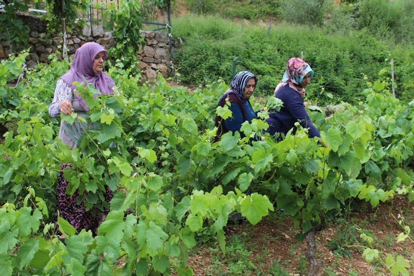Yaprağı, meyvesinin 6 katı fiyata satılıyor
