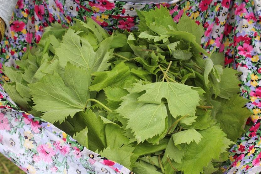 Yaprağı, meyvesinin 6 katı fiyata satılıyor