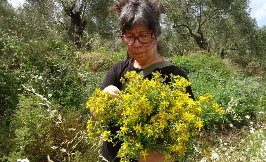 Her evde bulunması gereken mucizevi bitki: Kantaron