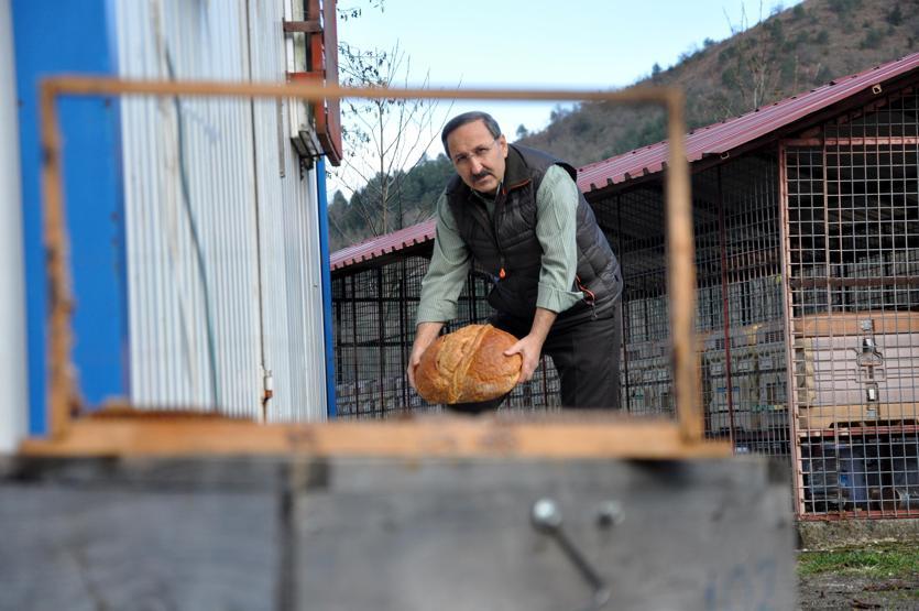Trabzonda tesise dadanan ayılar kamerada