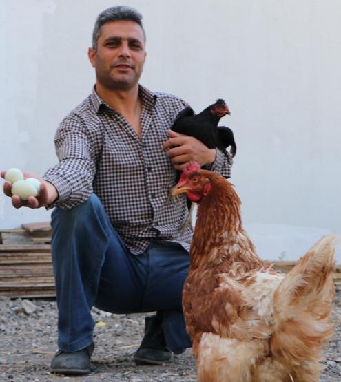 Bu tavuklar yeşil yumurtluyor