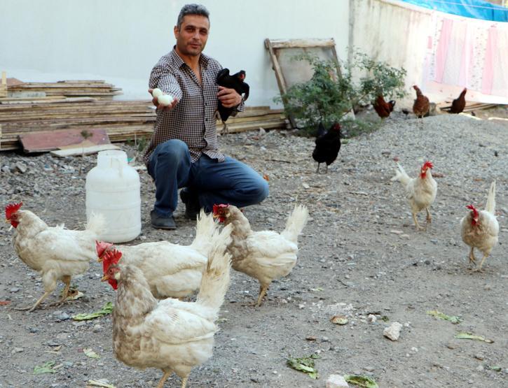 Bu tavuklar yeşil yumurtluyor