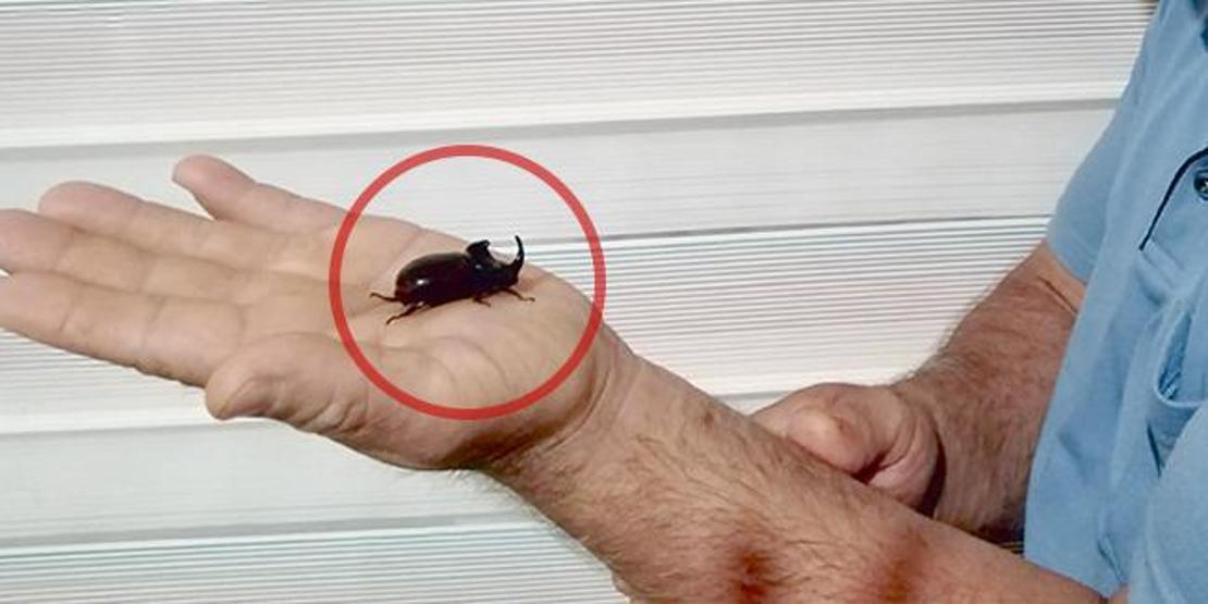 Mersinde, gergedan böceği bulundu