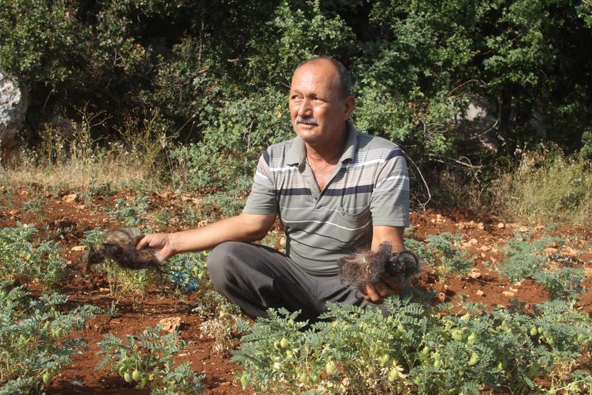 Çiftçiden domuzlardan korunmak için ilginç yöntem