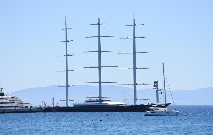 Malta Şahini Bodrumda
