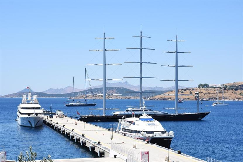 Malta Şahini Bodrumda