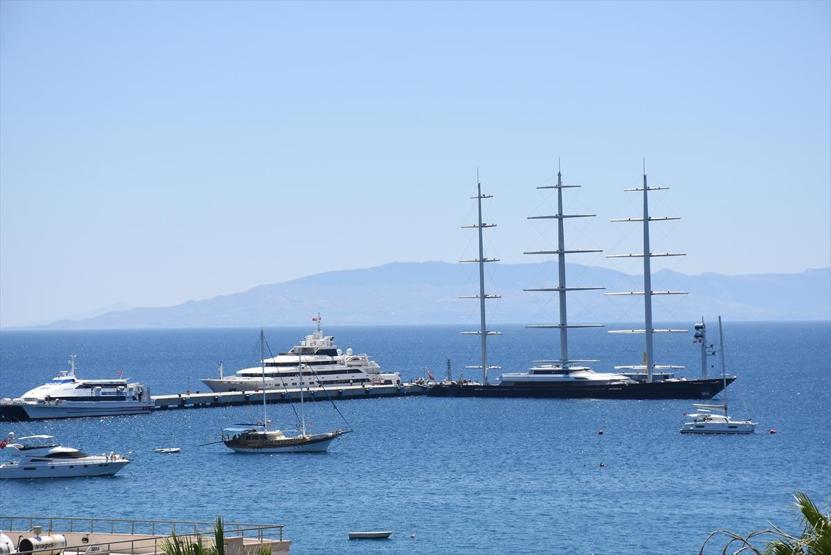 Malta Şahini Bodrumda