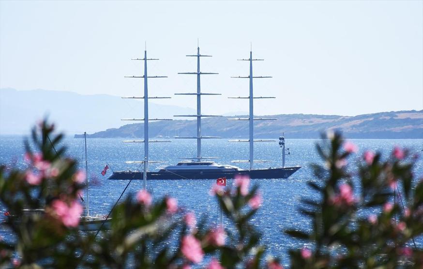 Malta Şahini Bodrumda