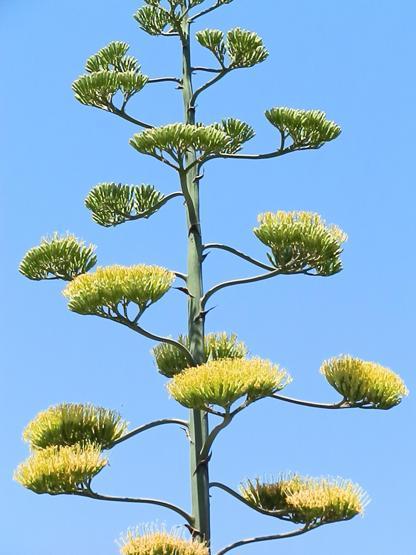 Ömründe bir kez çiçek açan Agave bitkisi Foçada da bulundu