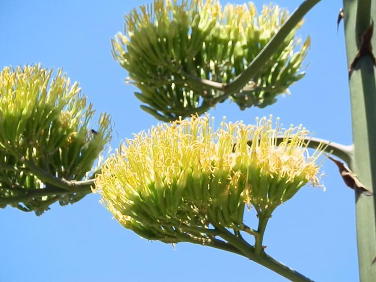 Ömründe bir kez çiçek açan Agave bitkisi Foçada da bulundu