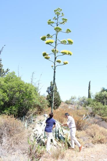 Ömründe bir kez çiçek açan Agave bitkisi Foçada da bulundu
