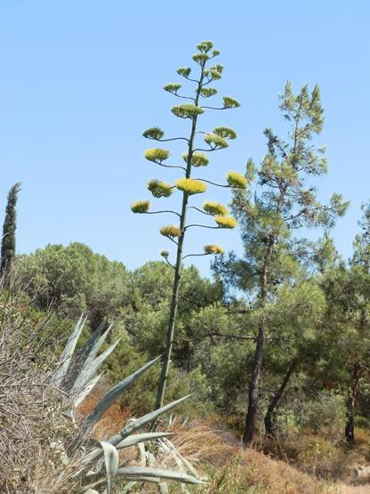 Ömründe bir kez çiçek açan Agave bitkisi Foçada da bulundu