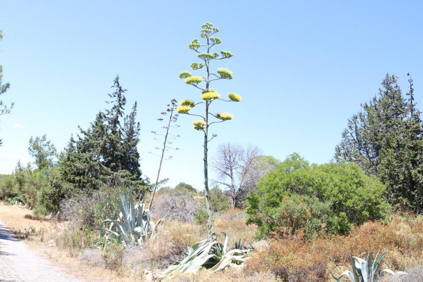 Ömründe bir kez çiçek açan Agave bitkisi Foçada da bulundu