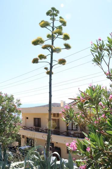 Ömründe bir kez çiçek açan Agave bitkisi Foçada da bulundu