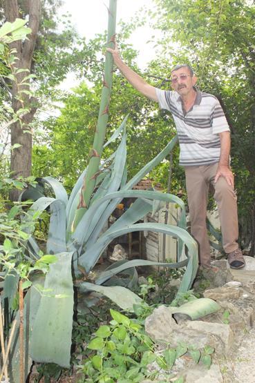 Ekildikten 46 yıl sonra çiçek açtı