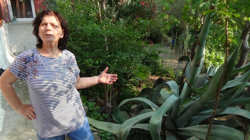Ekildikten 46 yıl sonra çiçek açtı