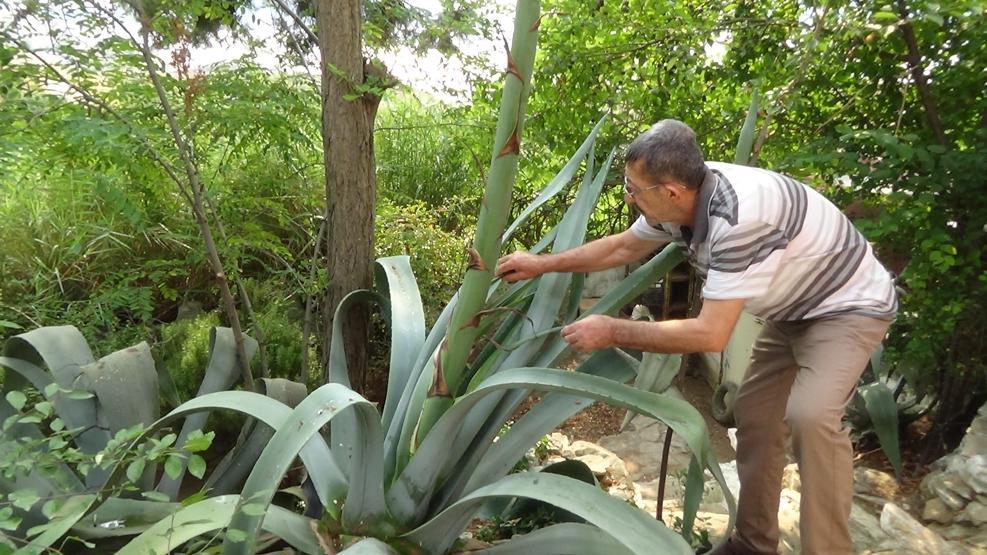 Ekildikten 46 yıl sonra çiçek açtı