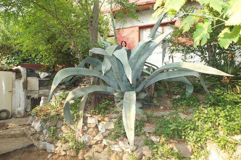 Ekildikten 46 yıl sonra çiçek açtı