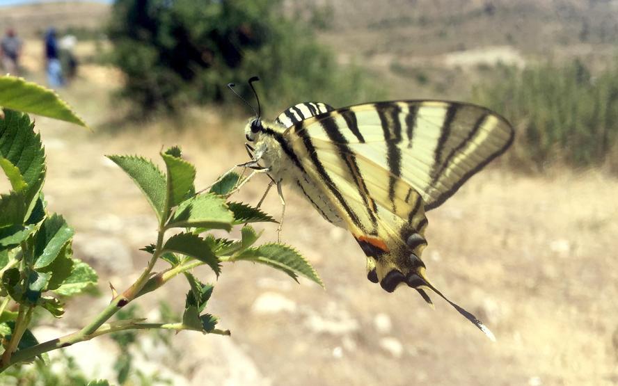 Sivasta Zebra çatal kuyruklu kelebek görüldü