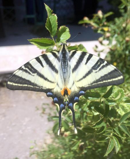 Sivasta Zebra çatal kuyruklu kelebek görüldü