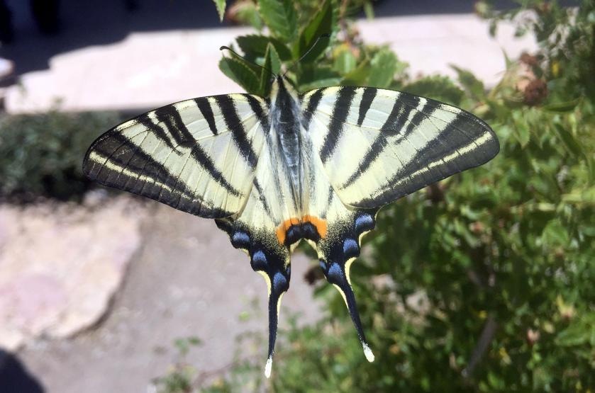 Sivasta Zebra çatal kuyruklu kelebek görüldü