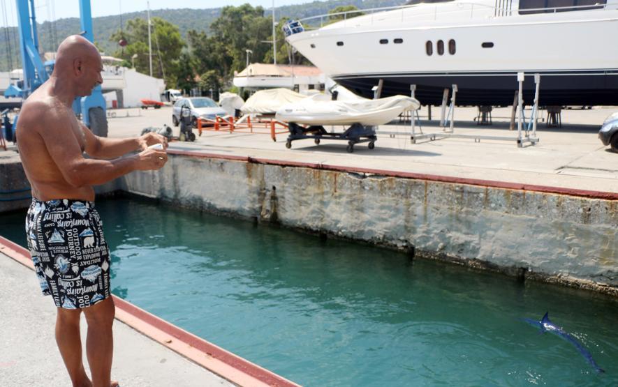 Dünyanın en hızlısı Mavi yelken balığı Kemerde görüntülendi