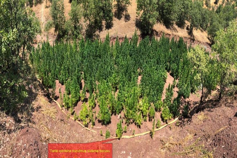 723 bin 860 kök Hint keneviri ele geçirildi