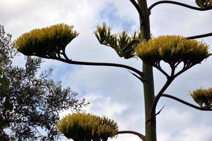 Marmariste çiçek açan agave bitkisi ilgi çekti