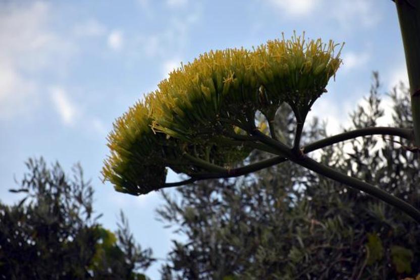 Marmariste çiçek açan agave bitkisi ilgi çekti
