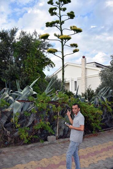 Marmariste çiçek açan agave bitkisi ilgi çekti
