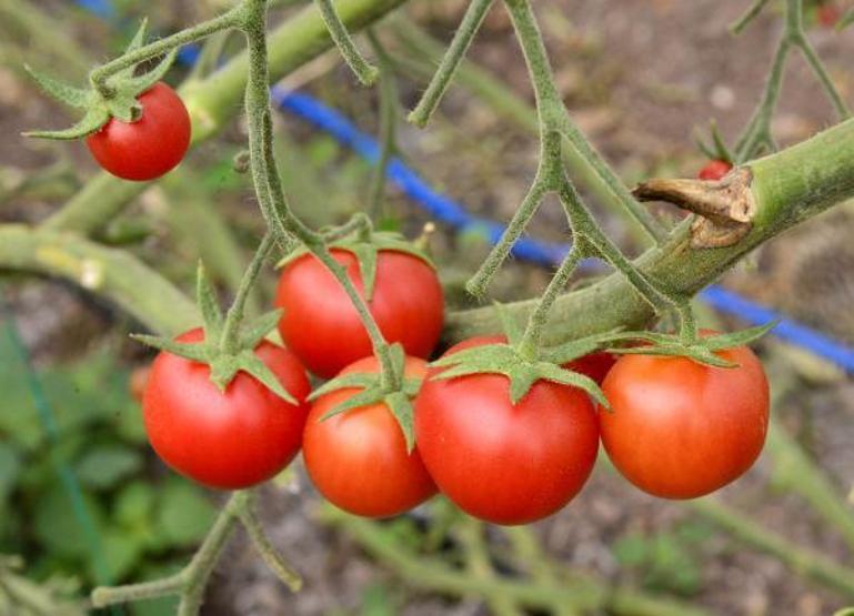 Uzmanı uyardı: Markette satılan salçaya dikkat