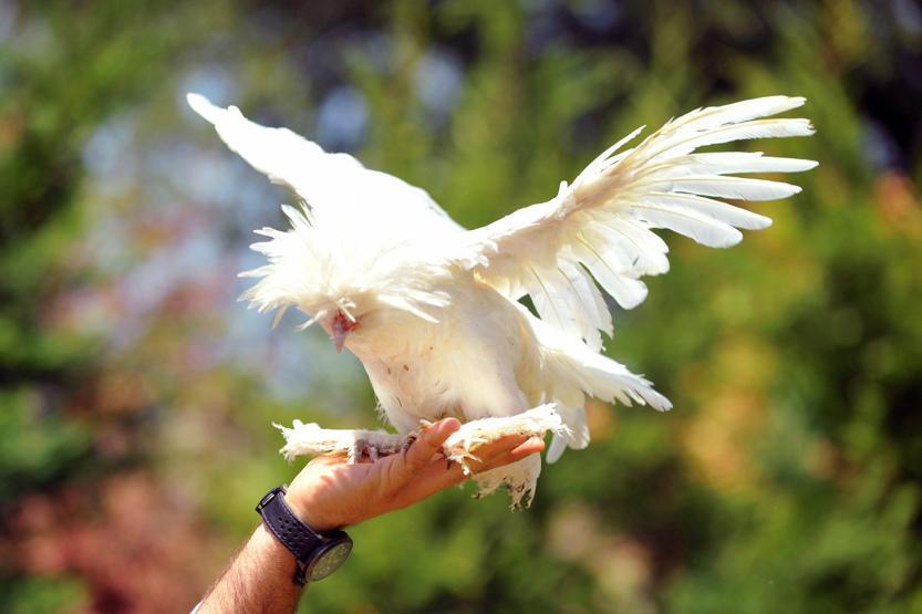 Bu tavukların fiyatı dudak uçuklatıyor
