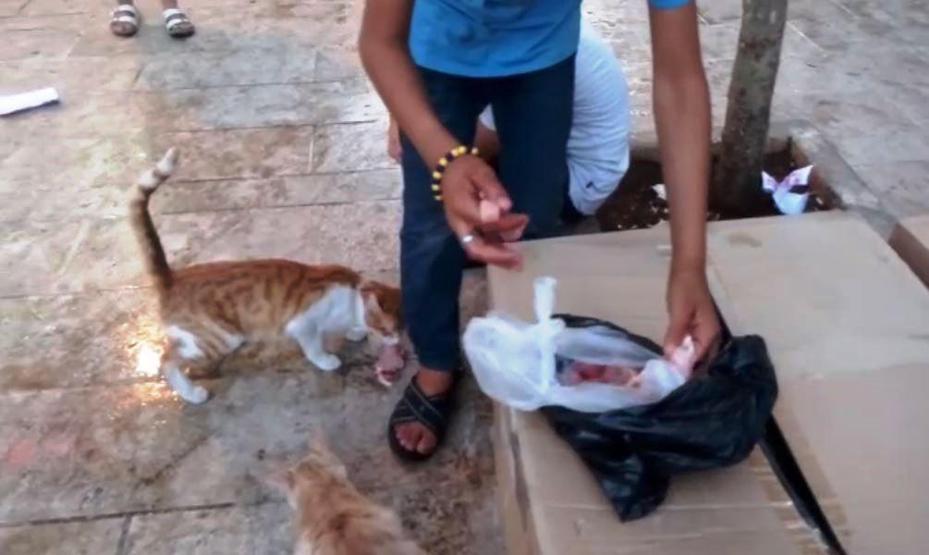 Biriktirdiği harçlığıyla sokak kedilerine et alıyor