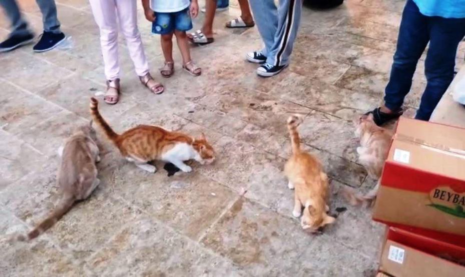 Biriktirdiği harçlığıyla sokak kedilerine et alıyor