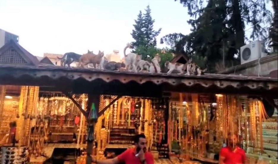 Biriktirdiği harçlığıyla sokak kedilerine et alıyor
