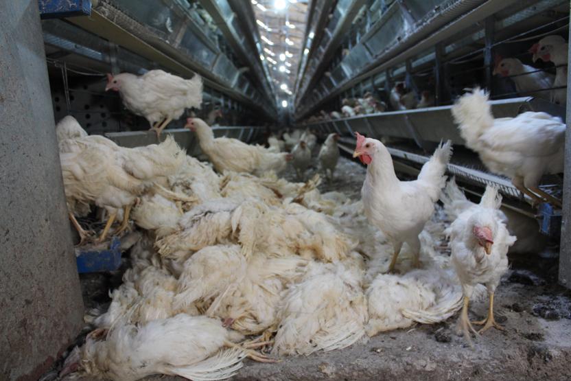 Denizli’de haciz katliamı: 40 bin tavuk telef oldu