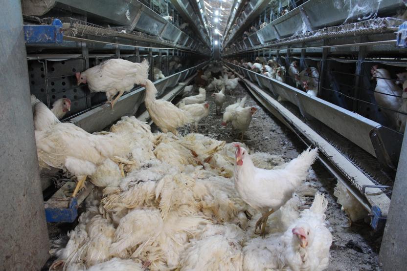 Denizli’de haciz katliamı: 40 bin tavuk telef oldu