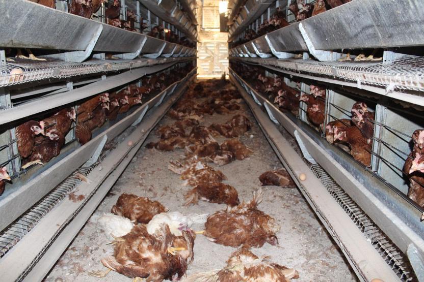 Denizli’de haciz katliamı: 40 bin tavuk telef oldu