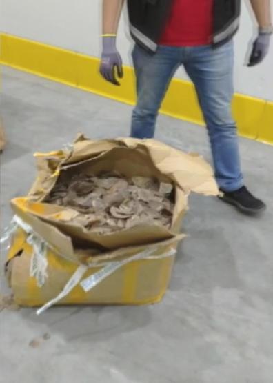 İstanbul Havalimanında 1,2 ton pangolin pulu ele geçirildi