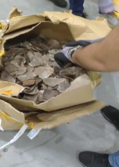 İstanbul Havalimanında 1,2 ton pangolin pulu ele geçirildi