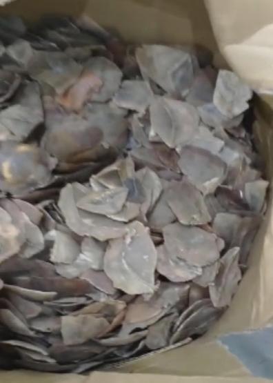 İstanbul Havalimanında 1,2 ton pangolin pulu ele geçirildi