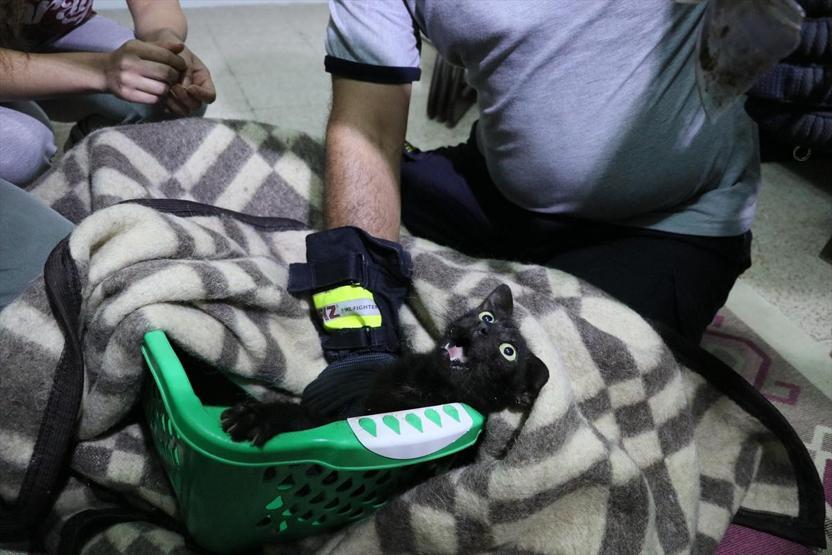 Hatayda kurtarılmaya çalışılan inatçı kedi yakalandı