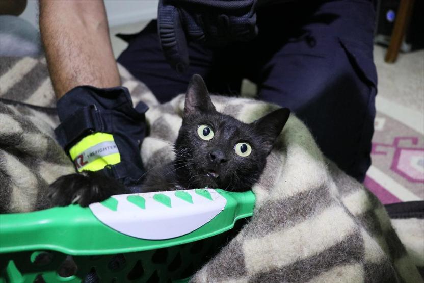 Hatayda kurtarılmaya çalışılan inatçı kedi yakalandı