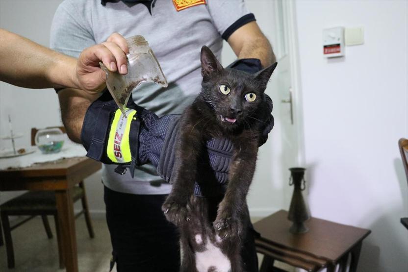 Hatayda kurtarılmaya çalışılan inatçı kedi yakalandı