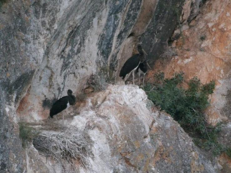 Nadir görülen kara leylekler Bilecikte