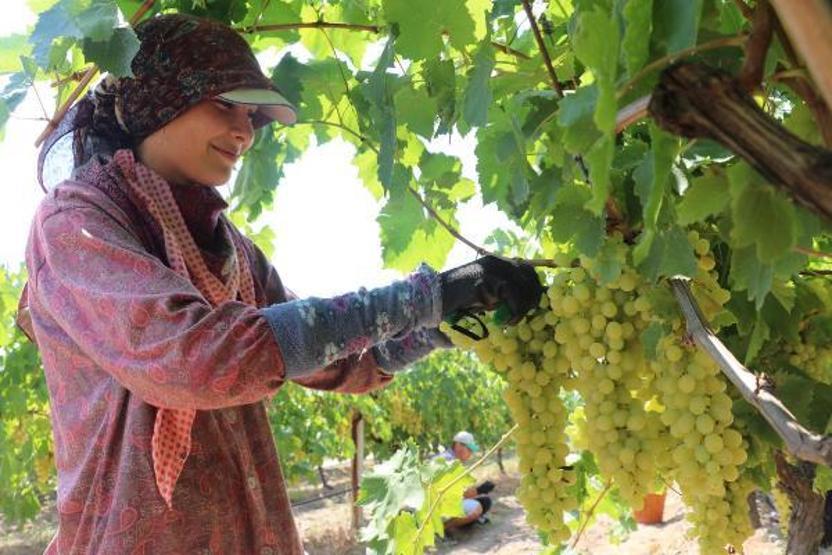 Buldanda sezonun ilk çekirdeksiz üzüm hasadı başladı