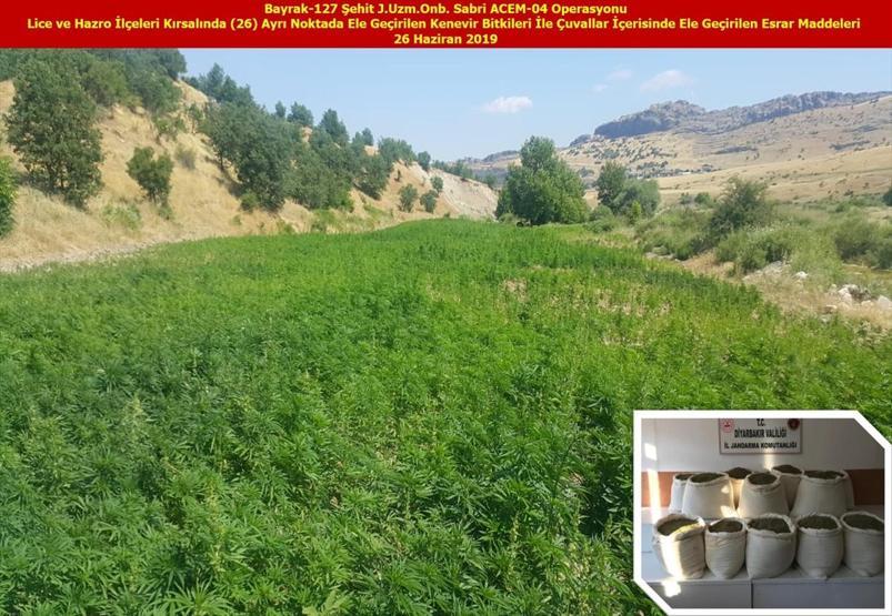 Diyarbakırda bu yıl yaklaşık 15 milyon kök Hint keneviri ele geçirildi