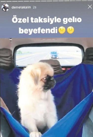 Demet Akalın köpeği için VIP araç kiraladı