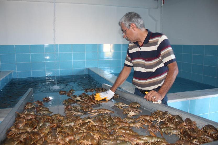 Elazığdan dünya pazarına Kilosu 100 TL