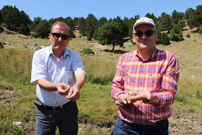 Nesli tehlike altında Tavas Kurbağası için koruma projesi